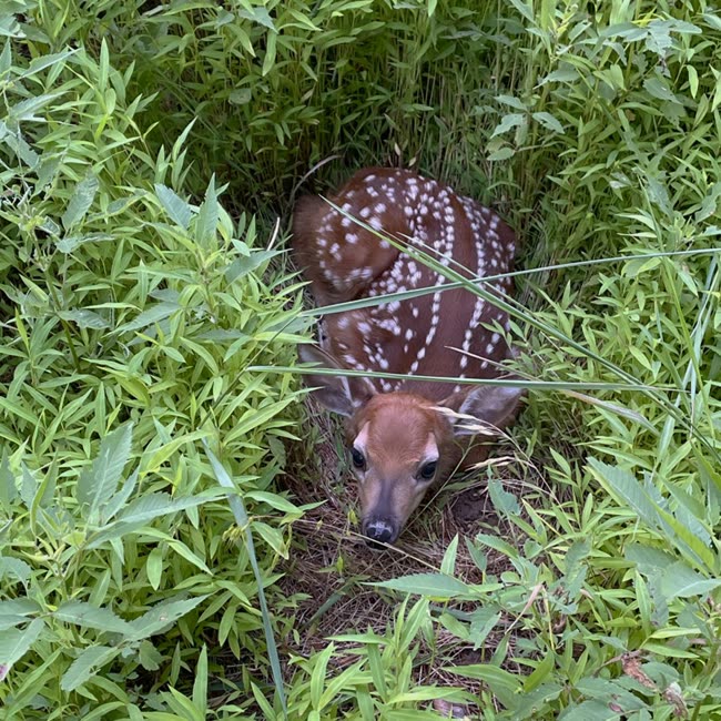 Un piccolo cervo dalla coda bianca nascosto nell’erba